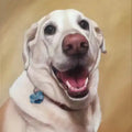 Realistic custom portrait of a happy Labrador with a blue bone tag. Personalized dog painting for pet memorial or gift.